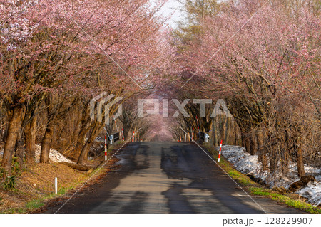 青森県弘前市百沢裾野　オオヤマザクラネックレスロードに面する岩木山総合公園下の桜並木のトンネル 128229907