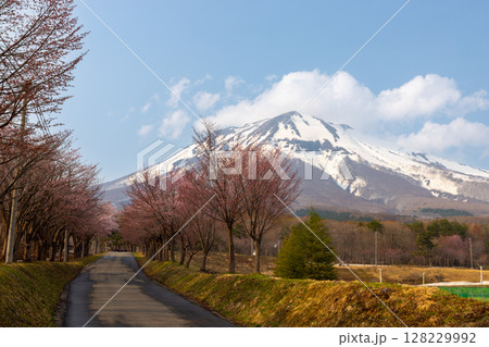 青森県弘前市百沢裾野　オオヤマザクラネックレスロードに面する岩木山総合公園の桜並木と冠雪した岩木山 128229992