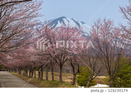 青森県弘前市百沢裾野　オオヤマザクラネックレスロードに面する岩木山総合公園の桜並木と冠雪した岩木山 128230174