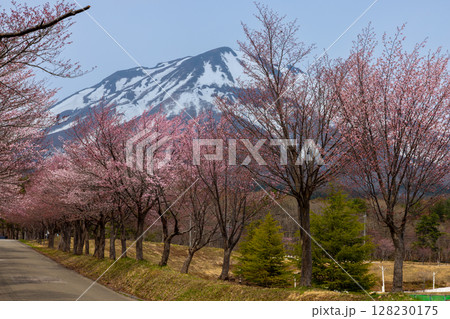 青森県弘前市百沢裾野 オオヤマザクラネックレスロードに面する岩木山総合公園の桜並木と冠雪した岩木山 青森県弘前市百沢裾野 オオヤマザクラネックレスロードに面する岩木山総合公園の桜並木と冠雪した岩木山 128230175