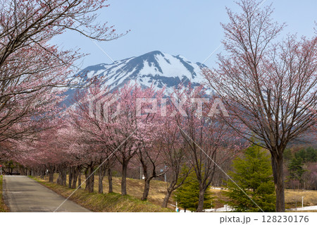 青森県弘前市百沢裾野　オオヤマザクラネックレスロードに面する岩木山総合公園の桜並木と冠雪した岩木山 128230176