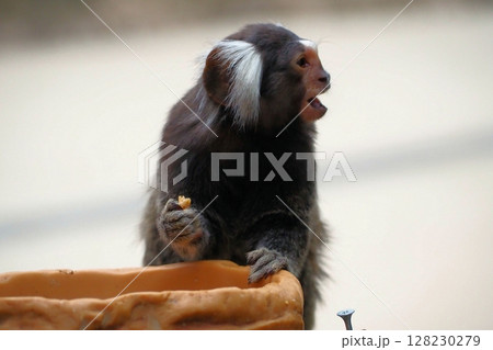 コモンマーモセット コモンマーモセット 128230279