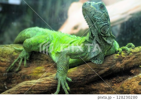 グリーンイグアナ 128230280