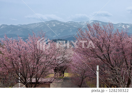 青森県弘前市百沢裾野　オオヤマザクラネックレスロードに面する岩木山総合公園の桜並木と山々の景色 128230322