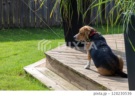 庭でお座りしたビーグル犬 128230536
