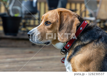 飼い主を見つめるビーグル犬 飼い主を見つめるビーグル犬 128230537