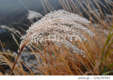 Closeup of dewy grass with morning droplets in nature 128230562