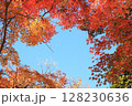 真っ赤な紅葉から覗く快晴の青空 128230636