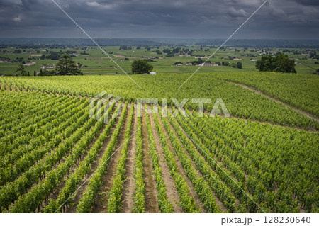 Scenic view of Bordeaux vineyards in AOC Saint-Emilion under dramatic clouds during springtime Scenic view of Bordeaux vineyards in AOC Saint-Emilion under dramatic clouds during springtime 128230640