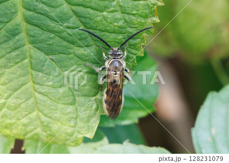 葉に止まるヒメハラナガツチバチ 葉に止まるヒメハラナガツチバチ 128231079