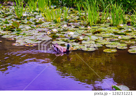 【京都風景】勧修寺　水上に咲く睡蓮は水の妖精 128231221