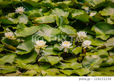 【京都風景】勧修寺　水上に咲く睡蓮は水の妖精 128231238