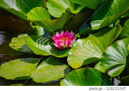 【京都風景】勧修寺 水上に咲く睡蓮は水の妖精 【京都風景】勧修寺 水上に咲く睡蓮は水の妖精 128231247