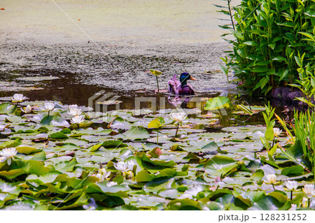 【京都風景】勧修寺　水上に咲く睡蓮は水の妖精 128231252