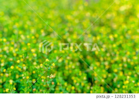 一面の黄色い花の背景素材 花畑 バックグラウンド コメツブツメクサ 昼カラー 一面の黄色い花の背景素材 花畑 バックグラウンド コメツブツメクサ 昼カラー 128231353
