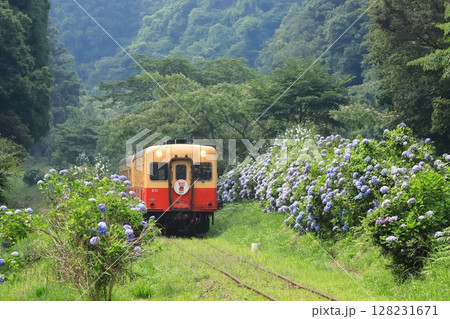 小湊鐵道「山間部に咲く紫陽花とローカル列車」 128231671