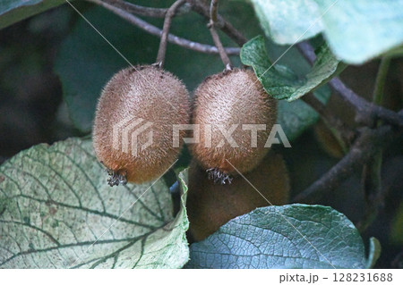 キウイフルーツ 128231688