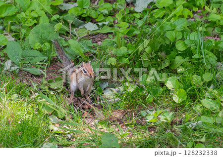 シマリス シマリス 128232338