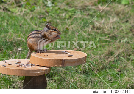 ひまわりの種を食べるシマリス ひまわりの種を食べるシマリス 128232340