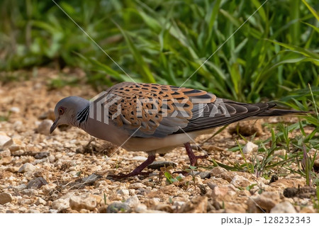 Turtle Dove (Streptopelia turtur) on a dirt road in Evros delta, north-eastern Greece. Turtle Dove (Streptopelia turtur) on a dirt road in Evros delta, north-eastern Greece. 128232343