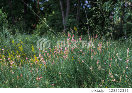 Russia, Kislovodsk - June 19, 2024: Rose garden in Kislovodsk National Park Russia, Kislovodsk - June 19, 2024: Rose garden in Kislovodsk National Park 128232351