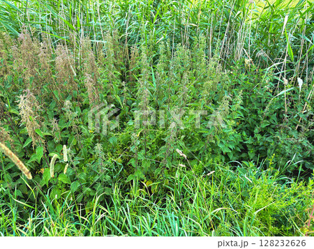 Thickets of flowering nettles. Medicinal plant Thickets of flowering nettles. Medicinal plant 128232626