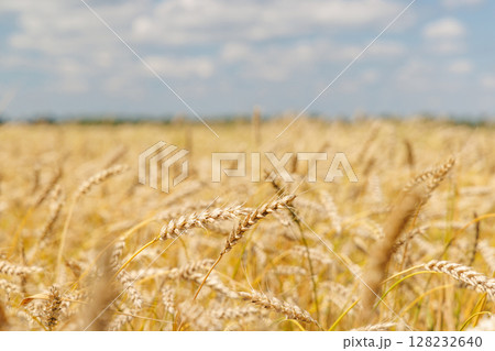 Golden rye field swaying gently under the sun Golden rye field swaying gently under the sun 128232640