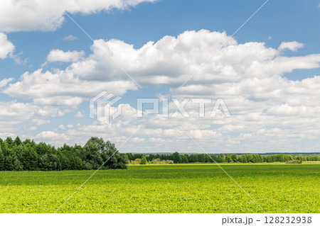 Wide green field under a sunny sky with scattered white clouds 128232938