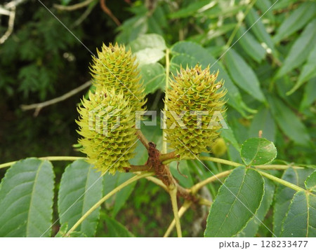 ノグルミの実 128233477