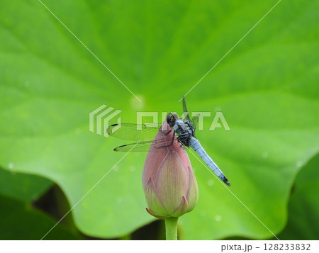 蓮花の蕾にとまる「オオシオカラトンボ（雄）」 128233832