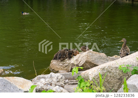 Duck and ducklings on the shore of a lake in the park 128233836