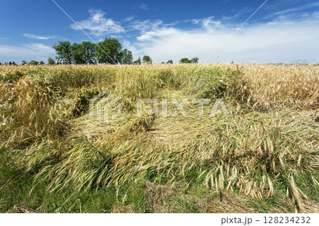 Lodged grain on the field and blue sky with white clouds 128234232