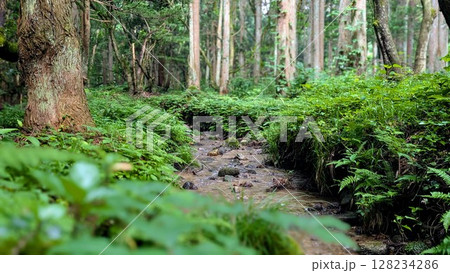 森の小川、癒しの森林浴 128234286