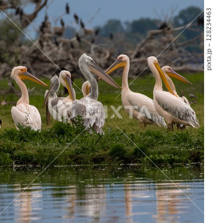 Pelicans at Kerkini Lake in Northern Greece. 128234463