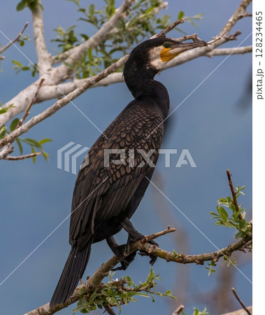 Great Cormorant (Phalacrocorax carbo) sitting in a tree, at Kerkini Lake in Northern Greece. Great Cormorant (Phalacrocorax carbo) sitting in a tree, at Kerkini Lake in Northern Greece. 128234465