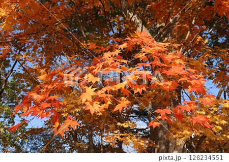 大沼公園の紅葉 128234551