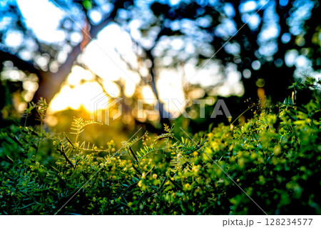 夕日に照らされた鮮やかなヤハズエンドウ　カラスノエンドウ　収穫　沢山の実り　夕焼け空青め明るめ 128234577