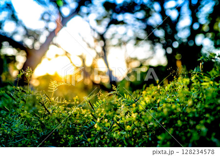 夕日に照らされた鮮やかなヤハズエンドウ　カラスノエンドウ　収穫　沢山の実り　夕焼け空青めさらに明るめ 128234578