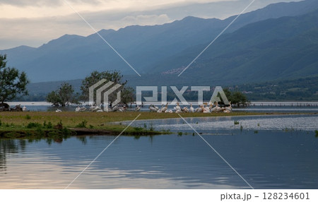 Pelicans and Cormorants at Kerkini Lake in Northern Greece. 128234601