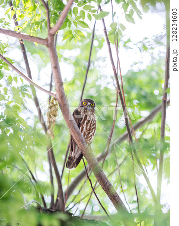 【野鳥】木の枝で見守るアオバズク 128234603
