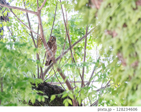 【野鳥】木の枝で見守るアオバズク 128234606