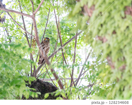 【野鳥】木の枝で見守るアオバズク 128234608