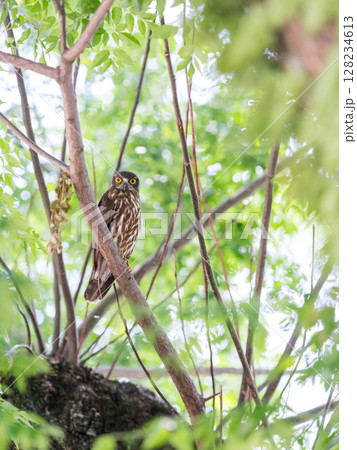 【野鳥】木の枝で見守るアオバズク 128234613