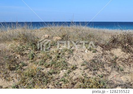 The Mediterranean coast in northern Israel 128235522