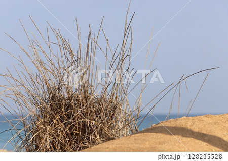 The Mediterranean coast in northern Israel The Mediterranean coast in northern Israel 128235528
