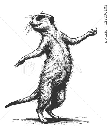 Dancing Meerkat engraving vector illustration Dancing Meerkat engraving vector illustration 128236183