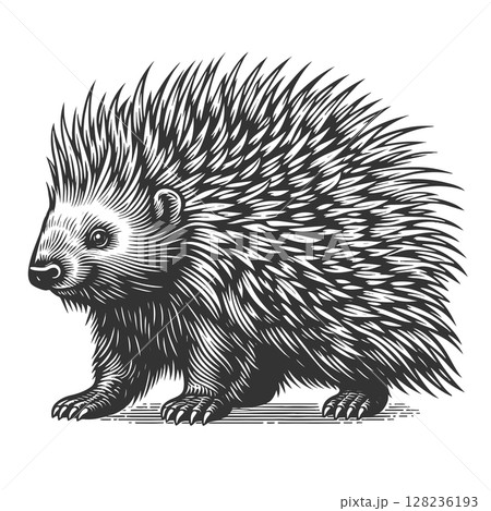 Porcupine with Quills engraving sketch vector Porcupine with Quills engraving sketch vector 128236193
