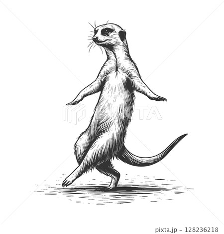 Dancing Meerkat engraving raster illustration 128236218