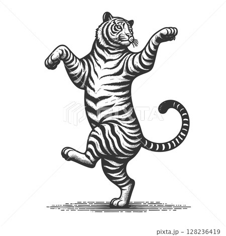 Dancing Tiger engraving sketch vector illustration 128236419