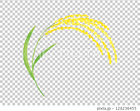 Illustration of ears of rice, watercolor 128236455